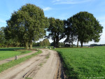Kroezeboom